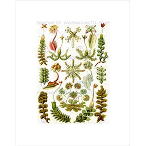 Wee Blue Coo NATURE BIOLOGY PLANT ERNST HAECKEL GERMANY VINTAGE ADVERT ART PRINT B12X915 Wee Blue Coo NATURE BIOLOGY PLANT ERNST HAECKEL GERMANY VINTAGE ADVERT ART PRINT B12X915