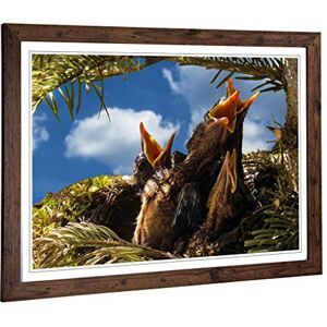 Big Box Art Framed Print of Baby Birds in The Nest (1) Design Wall Art Picture Home Decor for Kitchen, Living, Dining Room, Bedroom, Hallway, Office, Walnut, A2 / 24.5x18 Inch / 62x45cm Big Box Art Framed Print of Baby Birds in The Nest (1) Design Wall Art Picture Home Decor for Kitchen, Living, Dining Room, Bedroom, Hallway, Office, Walnut, A2 / 24.5x18 Inch / 62x45cm