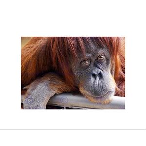 Wee Blue Coo ORANG UTAN ANIMAL PRIMATE LOOKING BLACK FRAME FRAMED ART PRINT PICTURE B12X8664 Wee Blue Coo ORANG UTAN ANIMAL PRIMATE LOOKING BLACK FRAME FRAMED ART PRINT PICTURE B12X8664