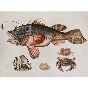 Artery8 Merian Deep Sea Fish Crabs Snails Nature Painting Large Wall Art Poster Print Thick Paper 18X24 Inch Artery8 Merian Deep Sea Fish Crabs Snails Nature Painting Large Wall Art Poster Print Thick Paper 18X24 Inch
