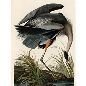Artery8 Audubon Birds Great Blue Heron Painting Premium Wall Art Canvas Print 18X24 Inch Artery8 Audubon Birds Great Blue Heron Painting Premium Wall Art Canvas Print 18X24 Inch