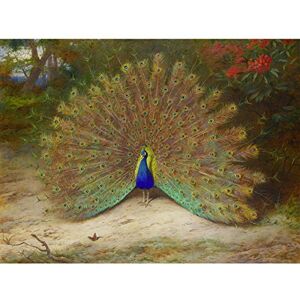 Artery8 Thorburn Peacock Butterfly Bird Plumage Painting Large Wall Art Poster Print Thick Paper 18X24 Inch Artery8 Thorburn Peacock Butterfly Bird Plumage Painting Large Wall Art Poster Print Thick Paper 18X24 Inch