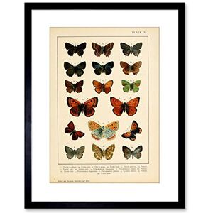 Wee Blue Coo Painting Insect Deuchert Moths Butterfly Plate 4 Variety Framed Wall Art Print Wee Blue Coo Painting Insect Deuchert Moths Butterfly Plate 4 Variety Framed Wall Art Print