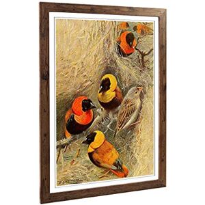 Big Box Art Framed Print of Vintage W Kuhnert Weaver Birds Design Wall Art Picture Home Decor for Kitchen, Living, Dining Room, Bedroom, Hallway, Office, Walnut, A2 / 24.5x18 Inch / 62x45cm Big Box Art Framed Print of Vintage W Kuhnert Weaver Birds Design Wall Art Picture Home Decor for Kitchen, Living, Dining Room, Bedroom, Hallway, Office, Walnut, A2 / 24.5x18 Inch / 62x45cm