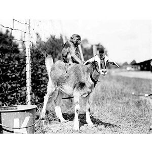 Wee Blue Coo Vintage Photography Chained Monkey Riding Goat Art Print Poster Wall Decor 12X16 Inch Wee Blue Coo Vintage Photography Chained Monkey Riding Goat Art Print Poster Wall Decor 12X16 Inch