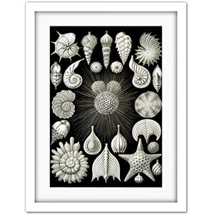 Wee Blue Coo Haeckel Plate 2 Sea Life Plankton Artwork Framed Wall Art Print 18X24 Inch Wee Blue Coo Haeckel Plate 2 Sea Life Plankton Artwork Framed Wall Art Print 18X24 Inch