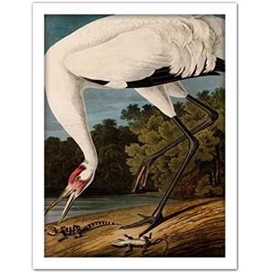 Artery8 Audubon Birds Hooping Crane Painting Artwork Framed Wall Art Print 18X24 Inch Artery8 Audubon Birds Hooping Crane Painting Artwork Framed Wall Art Print 18X24 Inch