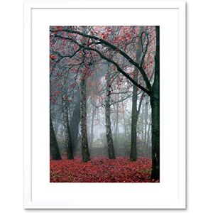Wee Blue Coo Nature Forest Tree Autumn Fall Beautiful Red Framed Wall Art Print Wee Blue Coo Nature Forest Tree Autumn Fall Beautiful Red Framed Wall Art Print