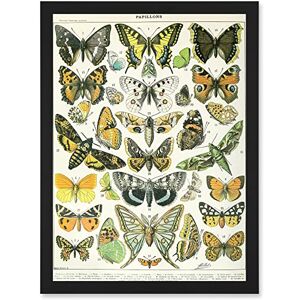 Artery8 - Butterflies Moths Lepidopterists A4 Artwork - Framed - Black - Wall Art Print Artery8 - Butterflies Moths Lepidopterists A4 Artwork - Framed - Black - Wall Art Print