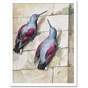 Artery8 Schouman Wallcreeper Birds Blue Purple Drawing Art Print Framed Poster Wall Decor 12x16 inch Artery8 Schouman Wallcreeper Birds Blue Purple Drawing Art Print Framed Poster Wall Decor 12x16 inch
