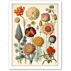 Artery8 Vintage Botanical Illustration Ernst Haeckel Style Plant Study Modern Watercolour Painting Artwork Framed Wall Art Print 18X24 Inch Artery8 Vintage Botanical Illustration Ernst Haeckel Style Plant Study Modern Watercolour Painting Artwork Framed Wall Art Print 18X24 Inch