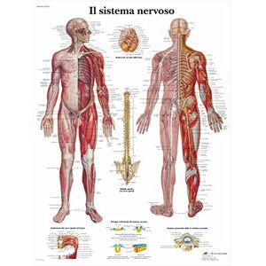 3B Scientific – Laminated Sports Injuries Chart – UV & Dust-Protected Anatomy Poster for Study, Teaching & Clinics 3B Scientific – Laminated Sports Injuries Chart – UV & Dust-Protected Anatomy Poster for Study, Teaching & Clinics