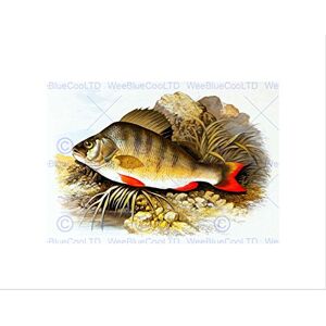 Wee Blue Coo Painting Animal Fish Perch Lydon Picture Wall Art Print Wee Blue Coo Painting Animal Fish Perch Lydon Picture Wall Art Print