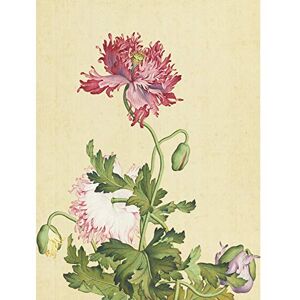 Fine Art Prints Castiglione Opium Poppy Flower Painting Art Print Canvas Premium Wall Decor Poster Mural Fine Art Prints Castiglione Opium Poppy Flower Painting Art Print Canvas Premium Wall Decor Poster Mural