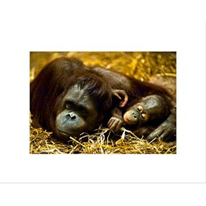 Wee Blue Coo Orang Utan Mother Baby Ape Art Wall Art Print Wee Blue Coo Orang Utan Mother Baby Ape Art Wall Art Print
