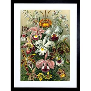 Wee Blue Coo Ernst Haeckel Plant Flower Nature Germany Picture Framed Wall Art Print Wee Blue Coo Ernst Haeckel Plant Flower Nature Germany Picture Framed Wall Art Print