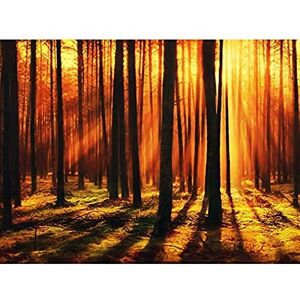 Artery8 Forest Sunset Nature Photograph Art Print Canvas Premium Wall Decor Poster Mural Artery8 Forest Sunset Nature Photograph Art Print Canvas Premium Wall Decor Poster Mural