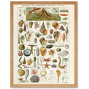 Artery8 Millot Encyclopedia Page Shells Molluscs Art Print Framed Poster Wall Decor 12x16 inch Artery8 Millot Encyclopedia Page Shells Molluscs Art Print Framed Poster Wall Decor 12x16 inch