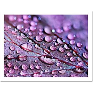 Fine Art Prints Water Droplets Leaf Macro Large Framed Art Print Poster Wall Decor 18x24 inch Fine Art Prints Water Droplets Leaf Macro Large Framed Art Print Poster Wall Decor 18x24 inch
