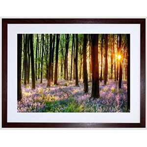 Wee Blue Coo Bluebell Wood Sunrise Tree Art Framed Wall Art Print Wee Blue Coo Bluebell Wood Sunrise Tree Art Framed Wall Art Print