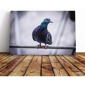Big Box Art Pigeon Bird Canvas Print Gallery Wrapped 30mm Frame Wall Art 24x16 inches Ready to Hang Modern Animals Picture Living Room Bedroom Lounge Office Big Box Art Pigeon Bird Canvas Print Gallery Wrapped 30mm Frame Wall Art 24x16 inches Ready to Hang Modern Animals Picture Living Room Bedroom Lounge Office