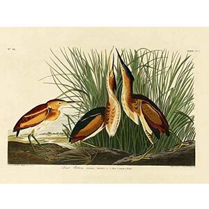 Wee Blue Coo Painting Book Page Birds America Audubon Bittern Art Print Poster Wall Decor 12X16 Inch Wee Blue Coo Painting Book Page Birds America Audubon Bittern Art Print Poster Wall Decor 12X16 Inch