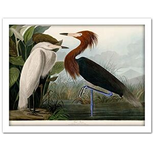 Artery8 Audubon Birds Purple Heron Painting Artwork Framed Wall Art Print 18X24 Inch Artery8 Audubon Birds Purple Heron Painting Artwork Framed Wall Art Print 18X24 Inch