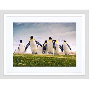 Wee Blue Coo Nature Animal Group King Penguins Falkland Framed Wall Art Print Wee Blue Coo Nature Animal Group King Penguins Falkland Framed Wall Art Print