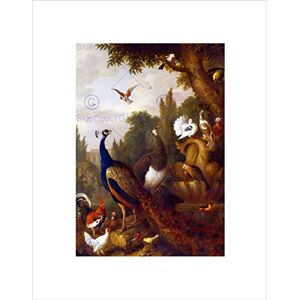 Wee Blue Coo Nature Animal Birds Bogdani Peacock Parrot Canary Park Wall Art Print Wee Blue Coo Nature Animal Birds Bogdani Peacock Parrot Canary Park Wall Art Print