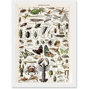 Artery8 - Millot Encyclopedia Arthropods - Wall Art Print Artery8 - Millot Encyclopedia Arthropods - Wall Art Print