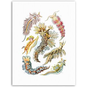 Wee Blue Coo 43rd Plate Ernst Haeckel Kunstformen Der Natur Nudibranch Canvas Art Print Wee Blue Coo 43rd Plate Ernst Haeckel Kunstformen Der Natur Nudibranch Canvas Art Print