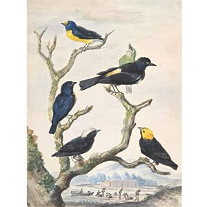 Artery8 Meertems Six South American Birds Drawing Premium Wall Art Canvas Print 18X24 Inch Artery8 Meertems Six South American Birds Drawing Premium Wall Art Canvas Print 18X24 Inch