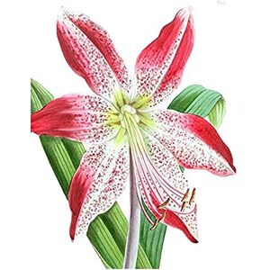 Wee Blue Coo Flower Spotted Pink Lily Unframed Art Print Poster Wall Decor 12X16 Inch Wee Blue Coo Flower Spotted Pink Lily Unframed Art Print Poster Wall Decor 12X16 Inch