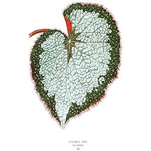 Wee Blue Coo Leaf Begonia Rex Var Grandis Unframed Art Print Poster Wall Decor 12x16 inch Wee Blue Coo Leaf Begonia Rex Var Grandis Unframed Art Print Poster Wall Decor 12x16 inch