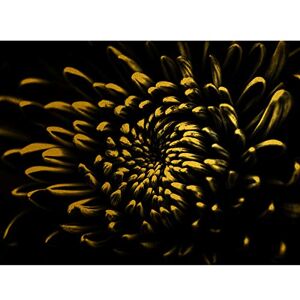 Artery8 Gold Effect Yellow Black Flower Close Up Nature Flora Unframed Art Print Poster Wall Decor 12x16 inch Artery8 Gold Effect Yellow Black Flower Close Up Nature Flora Unframed Art Print Poster Wall Decor 12x16 inch