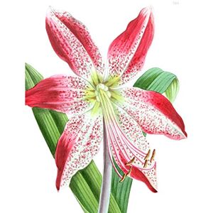 Fine Art Prints Flower Spotted Pink Lily Large Wall Art Print Canvas Premium Poster Fine Art Prints Flower Spotted Pink Lily Large Wall Art Print Canvas Premium Poster