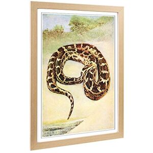 Big Box Art Framed Print of Vintage Birds of Other Lands 1917 Cobra Design Wall Art Picture Home Decor for Kitchen, Living Room, Bedroom, Hallway, Oak, A2 / 24.5x18 Inch / 62x45cm Big Box Art Framed Print of Vintage Birds of Other Lands 1917 Cobra Design Wall Art Picture Home Decor for Kitchen, Living Room, Bedroom, Hallway, Oak, A2 / 24.5x18 Inch / 62x45cm