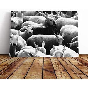 Big Box Art The Black Sheep Canvas Print Gallery Wrapped 30mm Frame Wall Art 24x16 inches Ready to Hang Modern Animals Picture Living Room Bedroom Lounge Office Big Box Art The Black Sheep Canvas Print Gallery Wrapped 30mm Frame Wall Art 24x16 inches Ready to Hang Modern Animals Picture Living Room Bedroom Lounge Office