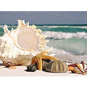 Wee Blue Coo Sand Conch Seashells Beach Summer Shells Art Large Art Print Poster Wall Decor 18x24 inch Wee Blue Coo Sand Conch Seashells Beach Summer Shells Art Large Art Print Poster Wall Decor 18x24 inch