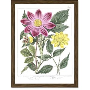 Fine Art Prints Flower Purple And Yellow Dahlia Large Framed Art Print Wall Poster 18x24 inch Fine Art Prints Flower Purple And Yellow Dahlia Large Framed Art Print Wall Poster 18x24 inch