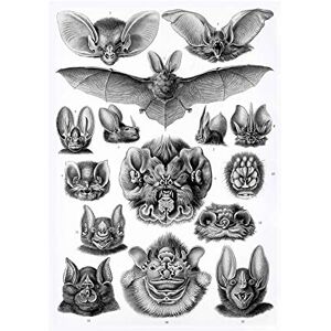 Wee Blue Coo Nature Ernst Haeckel Bat Biology Germany Picture Wall Art Print Wee Blue Coo Nature Ernst Haeckel Bat Biology Germany Picture Wall Art Print