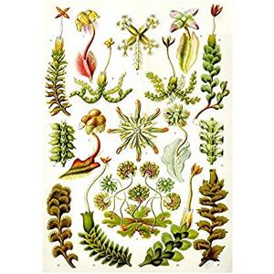 Wee Blue Coo 82nd Plate Ernst Haeckel Kunstformen Der Natur Hepatic Wall Art Print Wee Blue Coo 82nd Plate Ernst Haeckel Kunstformen Der Natur Hepatic Wall Art Print