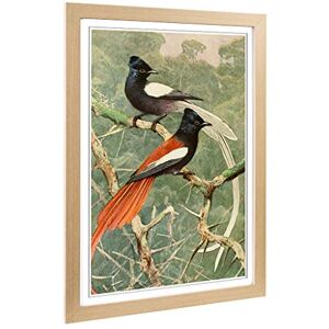 Big Box Art Framed Print of Vintage W Kuhnert Birds of Paradise Design Wall Art Picture Home Decor for Kitchen, Living Room, Bedroom, Hallway, Oak, A2 / 24.5x18 Inch / 62x45cm Big Box Art Framed Print of Vintage W Kuhnert Birds of Paradise Design Wall Art Picture Home Decor for Kitchen, Living Room, Bedroom, Hallway, Oak, A2 / 24.5x18 Inch / 62x45cm
