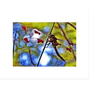 Wee Blue Coo Nature Dragonfly Insect Bug Colour Picture Wall Art Print Wee Blue Coo Nature Dragonfly Insect Bug Colour Picture Wall Art Print