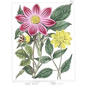 Fine Art Prints Flower Purple And Yellow Dahlia Art Print Canvas Premium Wall Decor Poster Fine Art Prints Flower Purple And Yellow Dahlia Art Print Canvas Premium Wall Decor Poster