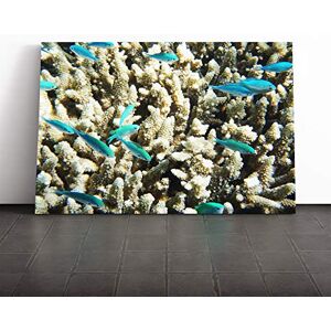 Big Box Art Barrier Reef Fish Coral Canvas Print Gallery Wrapped 30mm Frame Wall Art 30x20 inches Ready to Hang Modern Animals Picture Living Room Bedroom Lounge Office Big Box Art Barrier Reef Fish Coral Canvas Print Gallery Wrapped 30mm Frame Wall Art 30x20 inches Ready to Hang Modern Animals Picture Living Room Bedroom Lounge Office