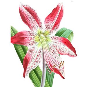 Wee Blue Coo Flower Spotted Pink Lily Unframed Art Print Poster Wall Decor 12x16 inch Wee Blue Coo Flower Spotted Pink Lily Unframed Art Print Poster Wall Decor 12x16 inch