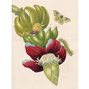 Artery8 Merian Metamorphosis Insects Flower Leaves Painting Unframed Wall Art Print Poster Home Decor Premium Artery8 Merian Metamorphosis Insects Flower Leaves Painting Unframed Wall Art Print Poster Home Decor Premium