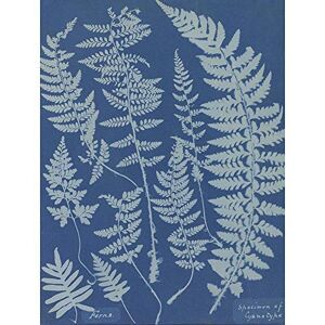 Wee Blue Coo Anna Atkins British Ferns Specimen Cyanotype Zoology Art Print Poster Wall Decor 12X16 Inch Wee Blue Coo Anna Atkins British Ferns Specimen Cyanotype Zoology Art Print Poster Wall Decor 12X16 Inch