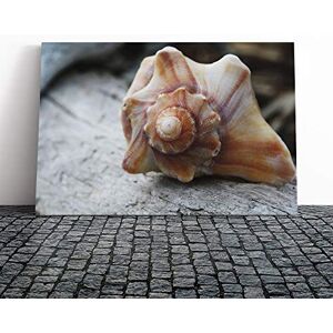 Big Box Art Shell Seashell (1) Canvas Print Gallery Wrapped 30mm Frame Wall Art 24x16 inches Ready to Hang Modern Animals Picture Living Room Bedroom Lounge Office Big Box Art Shell Seashell (1) Canvas Print Gallery Wrapped 30mm Frame Wall Art 24x16 inches Ready to Hang Modern Animals Picture Living Room Bedroom Lounge Office